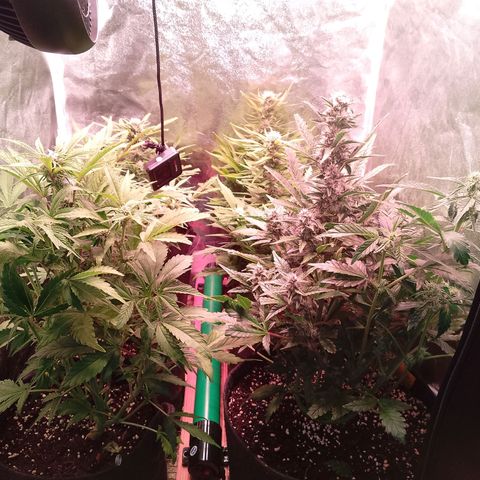 Banana purple punch, Lemon Cherry cookies, Papaya cookies  growlog timeline photo