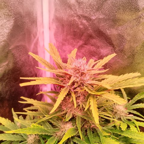 Banana purple punch, Lemon Cherry cookies, Papaya cookies  growlog timeline photo