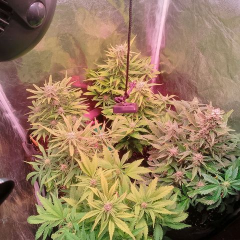 Banana purple punch, Lemon Cherry cookies, Papaya cookies  growlog timeline photo