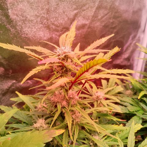 Banana purple punch, Lemon Cherry cookies, Papaya cookies  growlog timeline photo