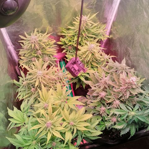 Banana purple punch, Lemon Cherry cookies, Papaya cookies  growlog timeline photo