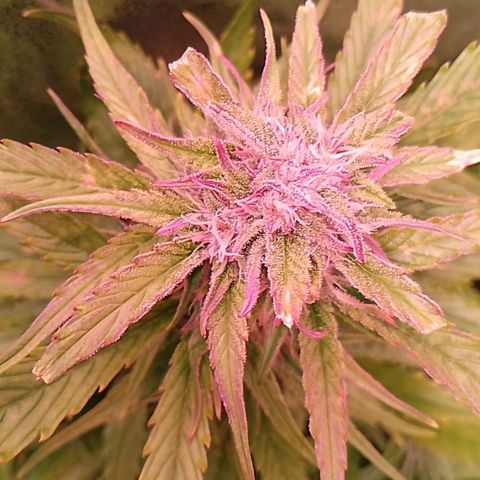 Banana purple punch, Lemon Cherry cookies, Papaya cookies  growlog timeline photo