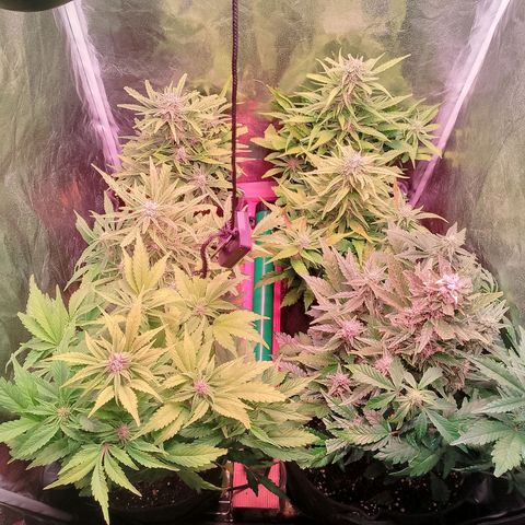 Banana purple punch, Lemon Cherry cookies, Papaya cookies  growlog timeline photo