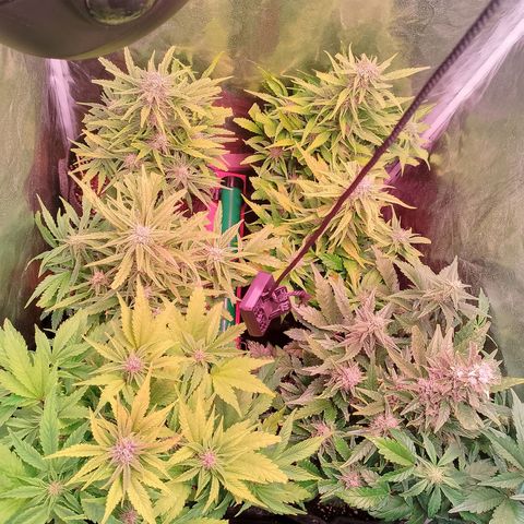 Banana purple punch, Lemon Cherry cookies, Papaya cookies  growlog timeline photo