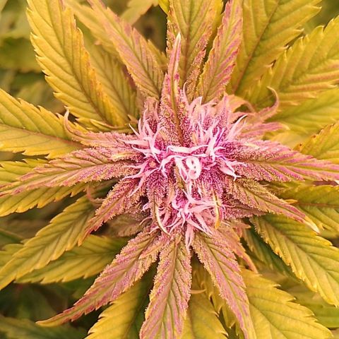 Banana purple punch, Lemon Cherry cookies, Papaya cookies  growlog timeline photo