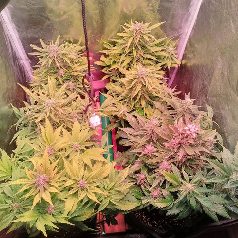 Banana purple punch, Lemon Cherry cookies, Papaya cookies  growlog timeline photo