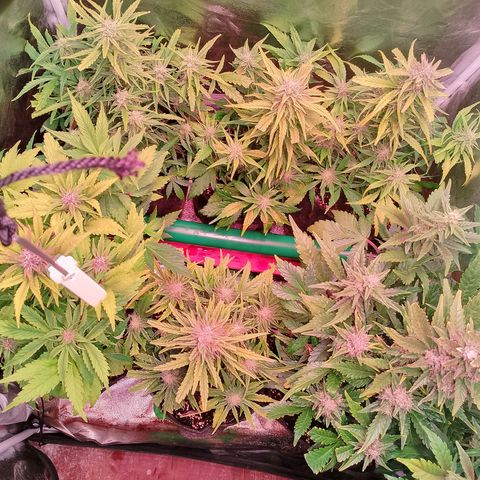 Banana purple punch, Lemon Cherry cookies, Papaya cookies  growlog timeline photo
