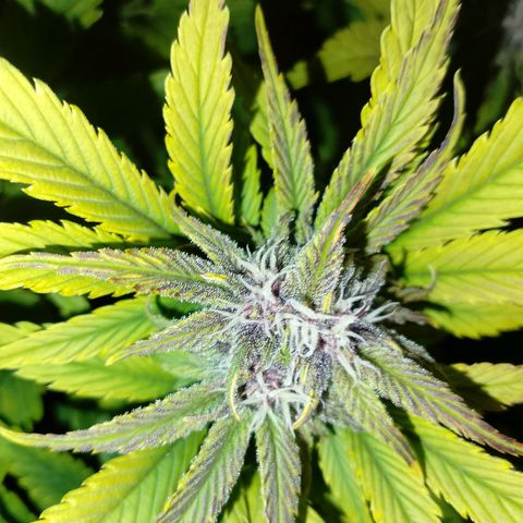 Banana purple punch, Lemon Cherry cookies, Papaya cookies  growlog timeline photo