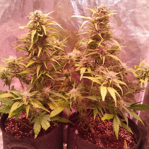 Banana purple punch, Lemon Cherry cookies, Papaya cookies  growlog timeline photo