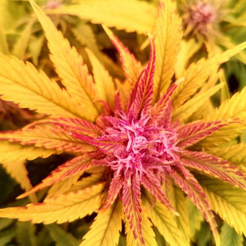 Banana purple punch, Lemon Cherry cookies, Papaya cookies  growlog timeline photo