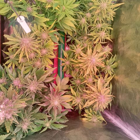 Banana purple punch, Lemon Cherry cookies, Papaya cookies  growlog timeline photo