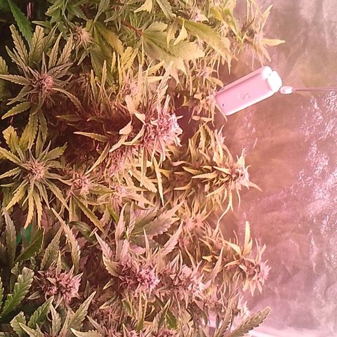 Banana purple punch, Lemon Cherry cookies, Papaya cookies  growlog timeline photo