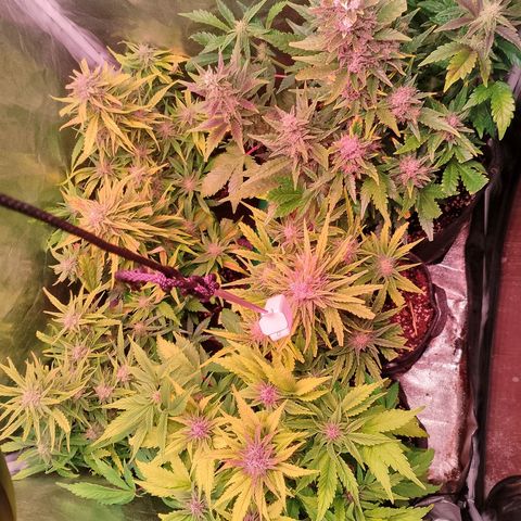 Banana purple punch, Lemon Cherry cookies, Papaya cookies  growlog timeline photo