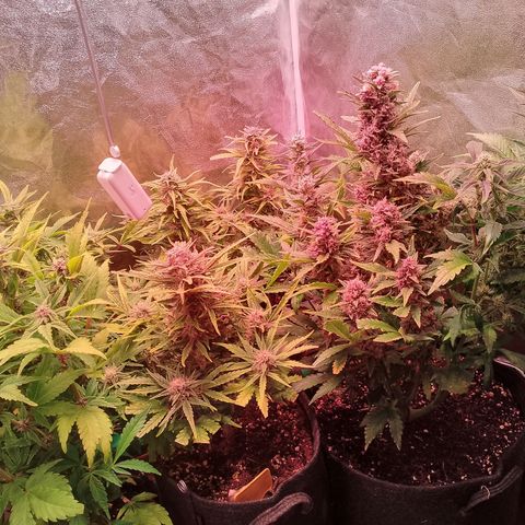 Banana purple punch, Lemon Cherry cookies, Papaya cookies  growlog timeline photo