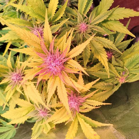 Banana purple punch, Lemon Cherry cookies, Papaya cookies  growlog timeline photo