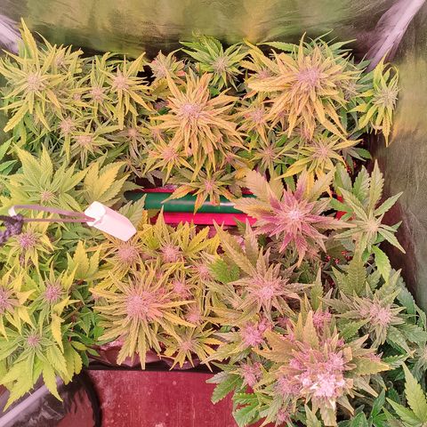 Banana purple punch, Lemon Cherry cookies, Papaya cookies  growlog timeline photo