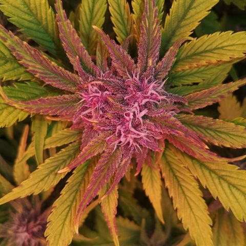 Banana purple punch, Lemon Cherry cookies, Papaya cookies  growlog timeline photo