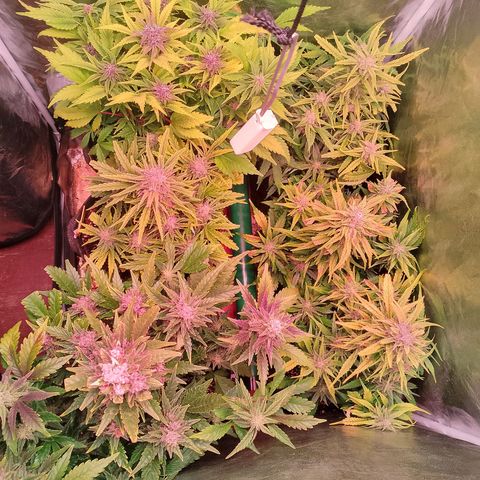 Banana purple punch, Lemon Cherry cookies, Papaya cookies  growlog timeline photo