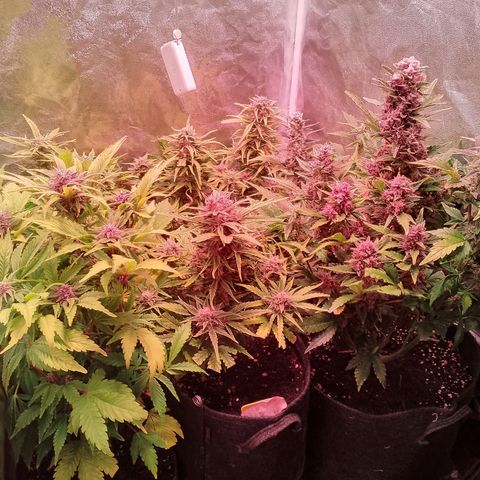 Banana purple punch, Lemon Cherry cookies, Papaya cookies  growlog timeline photo