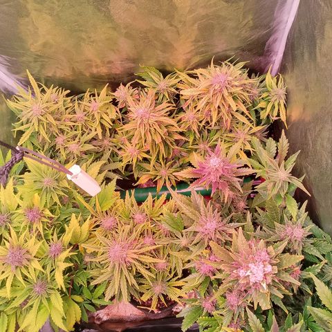 Banana purple punch, Lemon Cherry cookies, Papaya cookies  growlog timeline photo