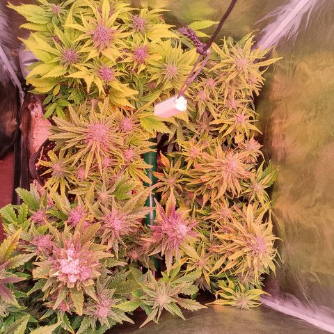 Banana purple punch, Lemon Cherry cookies, Papaya cookies  growlog timeline photo