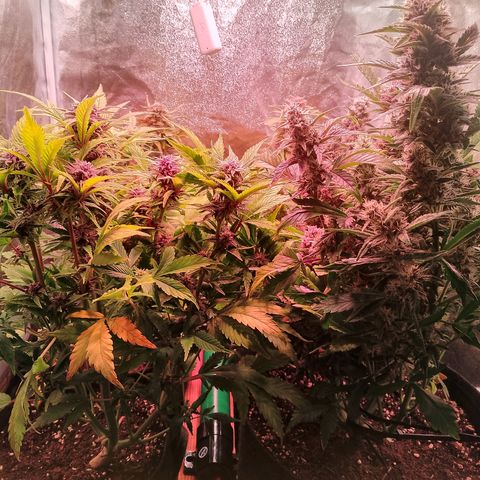 Banana purple punch, Lemon Cherry cookies, Papaya cookies  growlog timeline photo