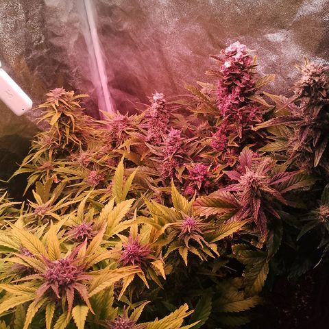 Banana purple punch, Lemon Cherry cookies, Papaya cookies  growlog timeline photo