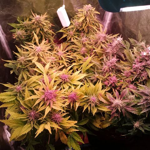 Banana purple punch, Lemon Cherry cookies, Papaya cookies  growlog timeline photo