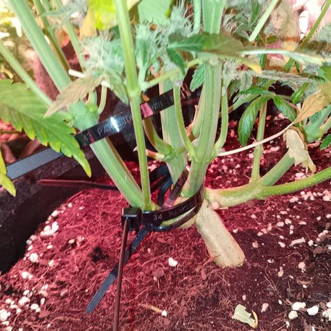 Banana purple punch, Lemon Cherry cookies, Papaya cookies  growlog photo: So ein Mist!