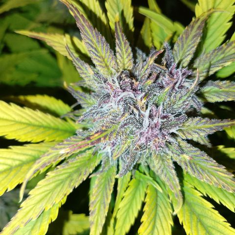 Banana purple punch, Lemon Cherry cookies, Papaya cookies  growlog timeline photo