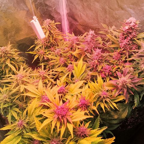 Banana purple punch, Lemon Cherry cookies, Papaya cookies  growlog timeline photo