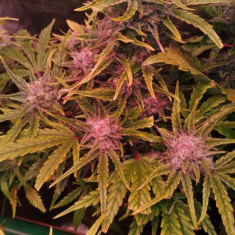 Banana purple punch, Lemon Cherry cookies, Papaya cookies  growlog timeline photo