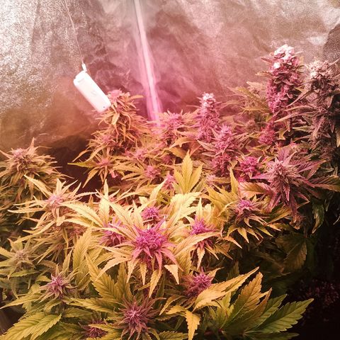 Banana purple punch, Lemon Cherry cookies, Papaya cookies  growlog timeline photo