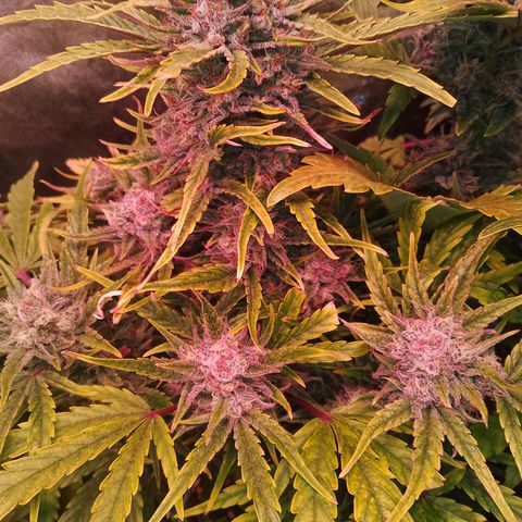 Banana purple punch, Lemon Cherry cookies, Papaya cookies  growlog timeline photo