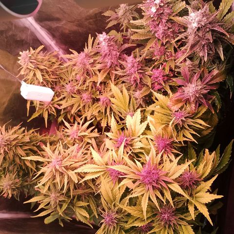 Banana purple punch, Lemon Cherry cookies, Papaya cookies  growlog timeline photo