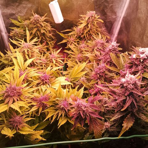 Banana purple punch, Lemon Cherry cookies, Papaya cookies  growlog timeline photo