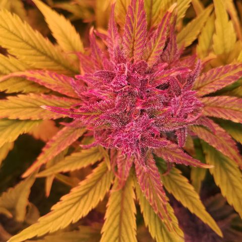 Banana purple punch, Lemon Cherry cookies, Papaya cookies  growlog timeline photo