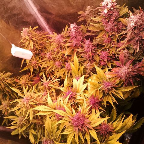 Banana purple punch, Lemon Cherry cookies, Papaya cookies  growlog timeline photo
