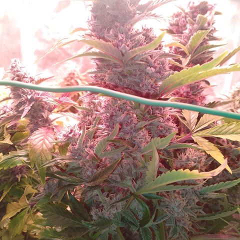 Banana purple punch, Lemon Cherry cookies, Papaya cookies  growlog timeline photo
