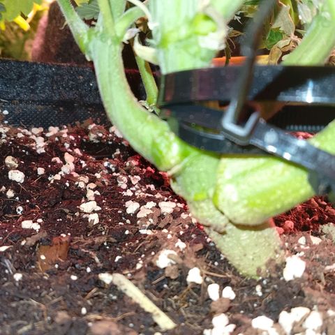 Banana purple punch, Lemon Cherry cookies, Papaya cookies  growlog timeline photo