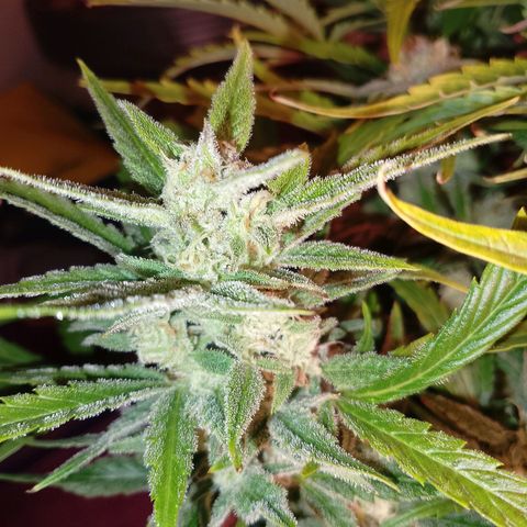 Banana purple punch, Lemon Cherry cookies, Papaya cookies  growlog timeline photo