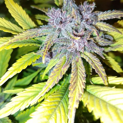Banana purple punch, Lemon Cherry cookies, Papaya cookies  growlog timeline photo