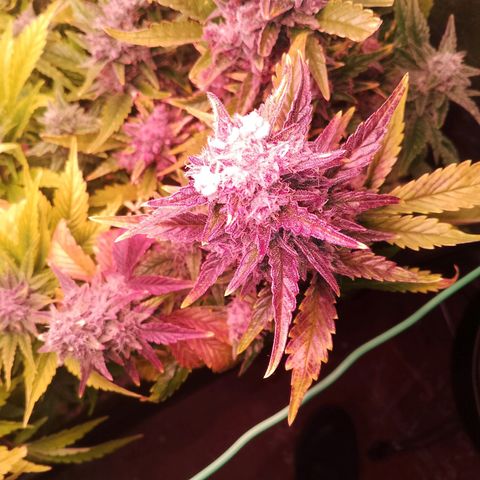 Banana purple punch, Lemon Cherry cookies, Papaya cookies  growlog timeline photo