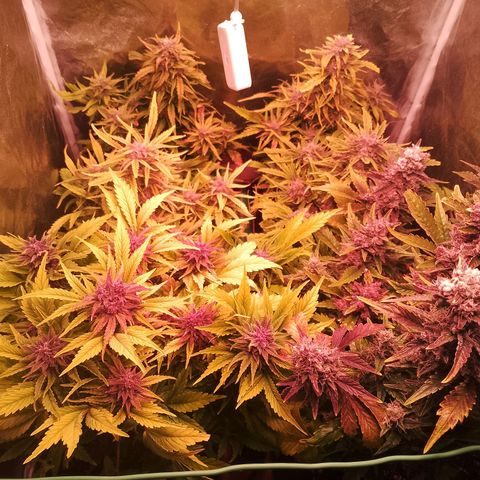 Banana purple punch, Lemon Cherry cookies, Papaya cookies  growlog timeline photo