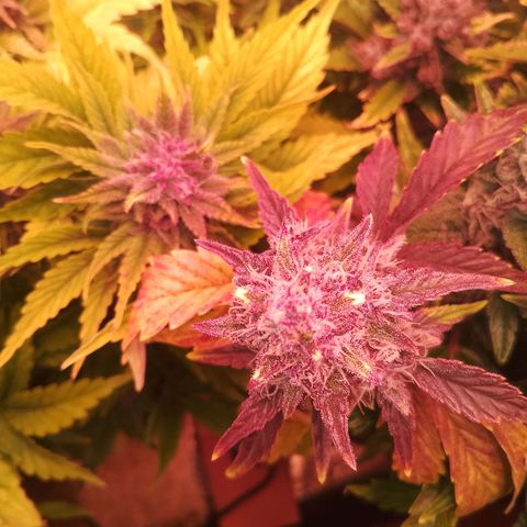 Banana purple punch, Lemon Cherry cookies, Papaya cookies  growlog timeline photo