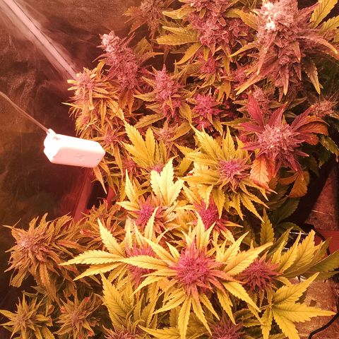 Banana purple punch, Lemon Cherry cookies, Papaya cookies  growlog timeline photo