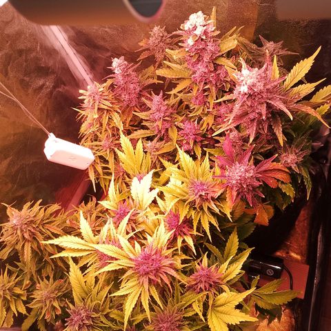 Banana purple punch, Lemon Cherry cookies, Papaya cookies  growlog timeline photo