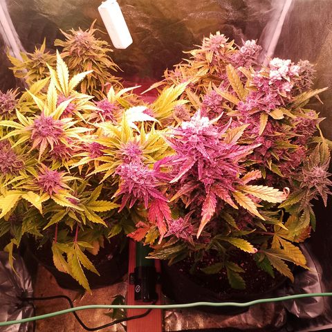 Banana purple punch, Lemon Cherry cookies, Papaya cookies  growlog timeline photo