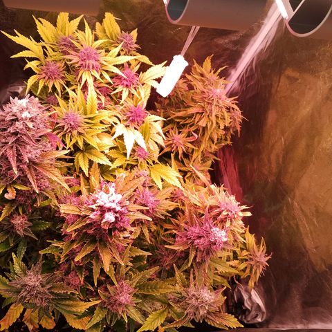Banana purple punch, Lemon Cherry cookies, Papaya cookies  growlog timeline photo