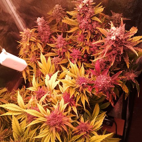 Banana purple punch, Lemon Cherry cookies, Papaya cookies  growlog timeline photo